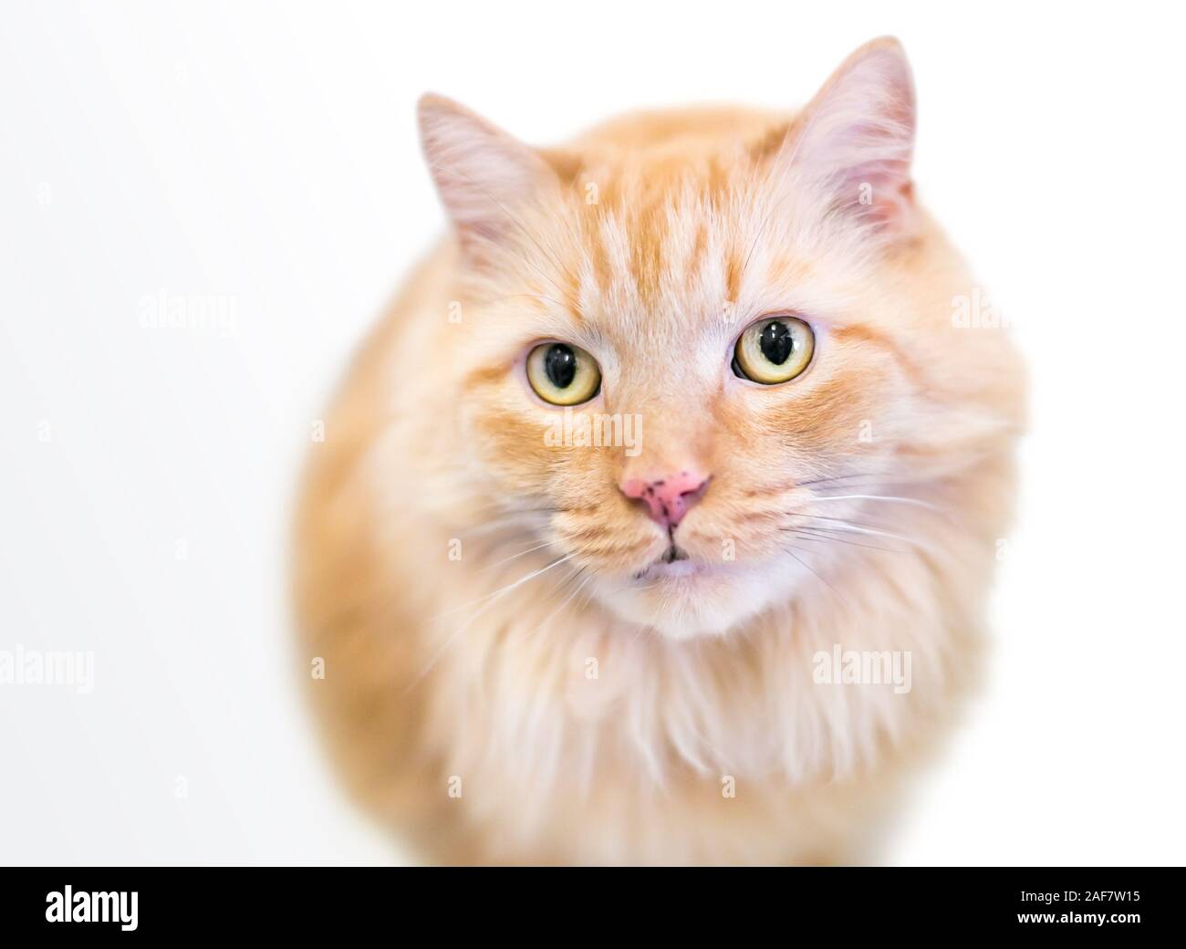 Un soffice orange tabby nazionali longhair cat con lentiggini sul suo naso Foto Stock