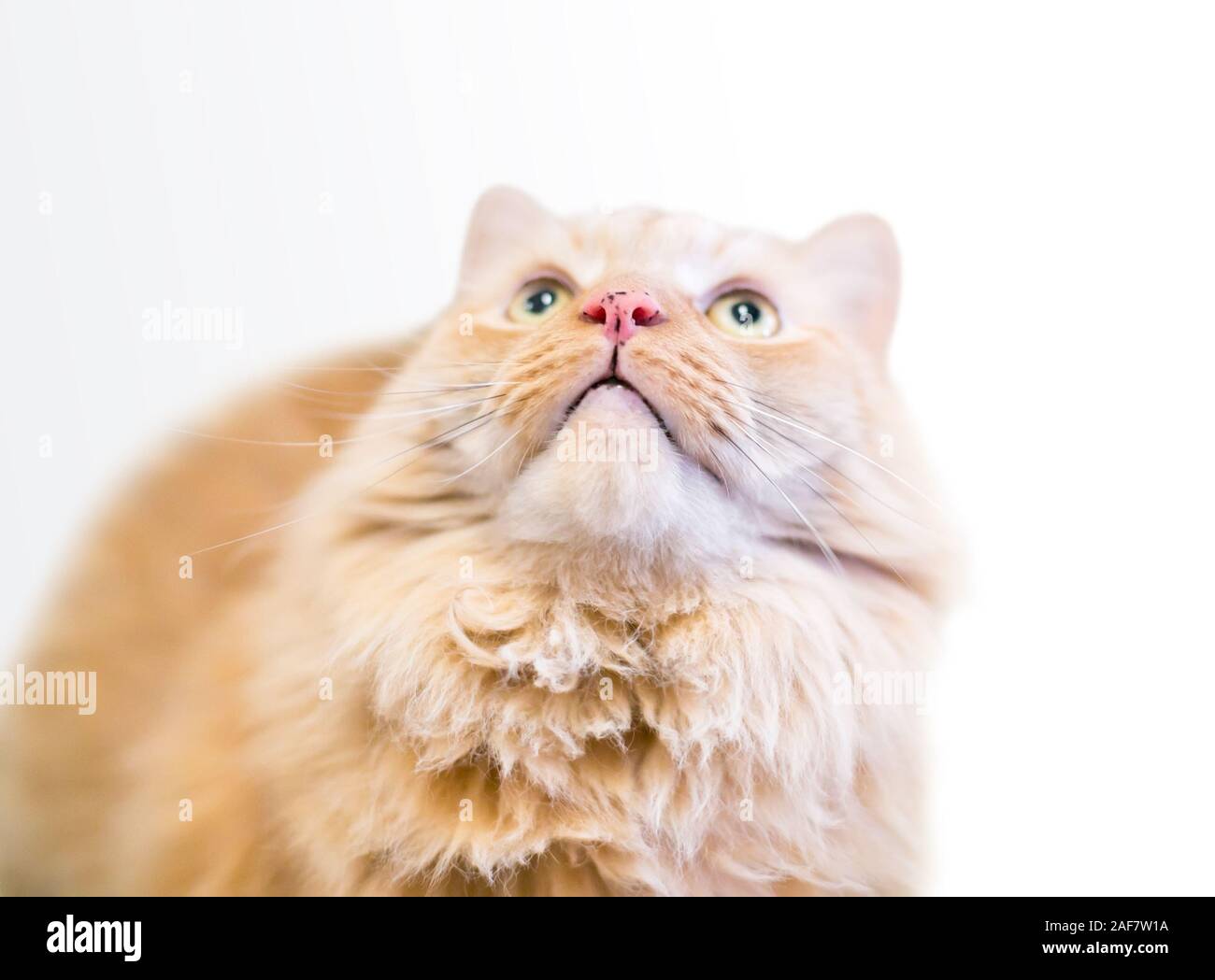 Un soffice orange tabby nazionali longhair cat con lentiggini sul suo naso, guardando verso l'alto Foto Stock