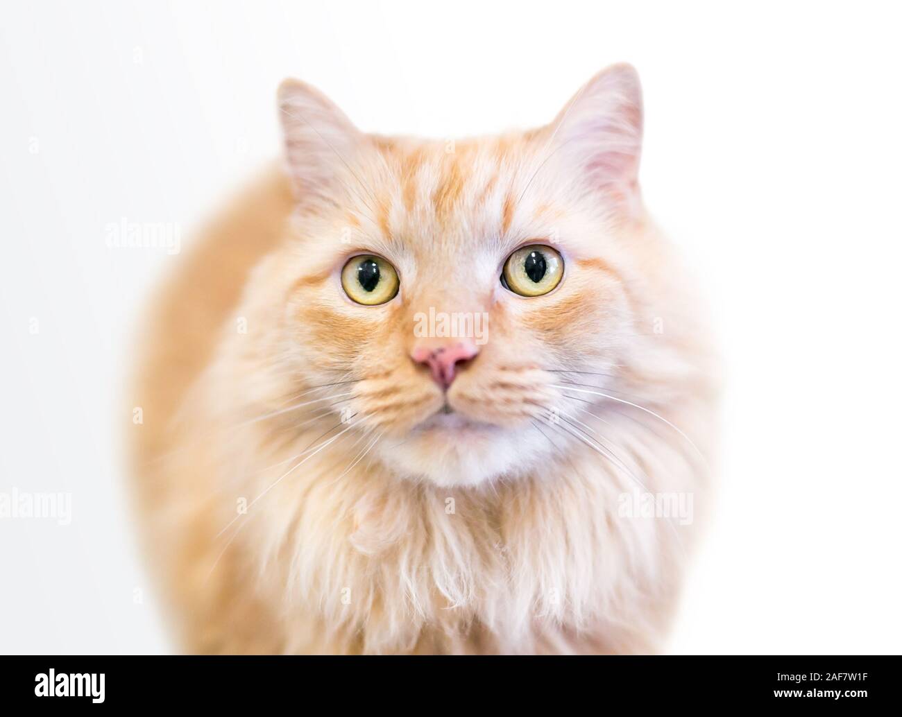 Un soffice orange tabby nazionali longhair cat con lentiggini sul suo naso Foto Stock