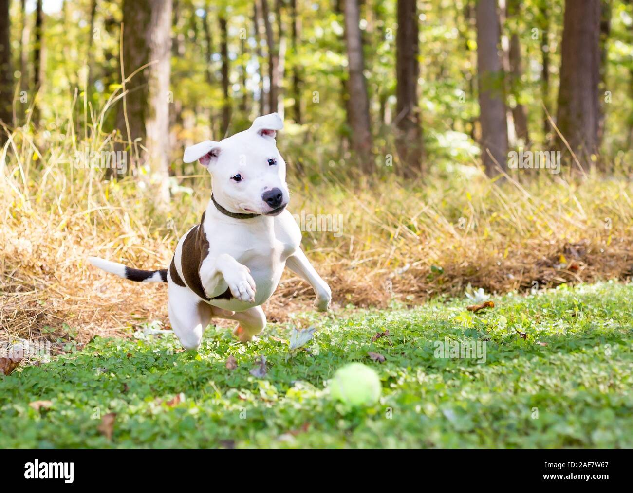 Un bianco Pit Bull Terrier di razza cane con macchie marroni che inseguono una palla all'aperto Foto Stock