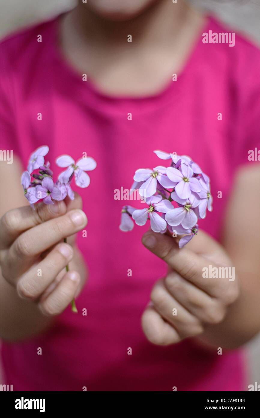 Giovane ragazza tenendo manciate di viola selvatica Foto Stock