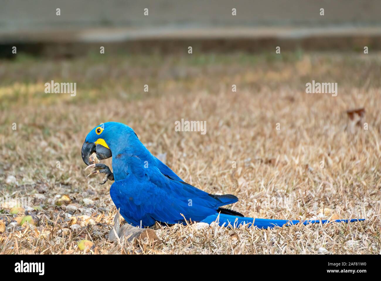 Ara Giacinto alimentare Foto Stock