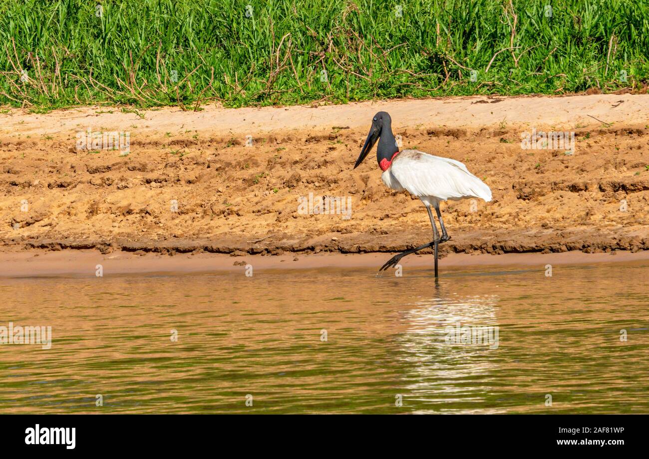 Jabiru Aeroporto Stork Wading #1 Foto Stock