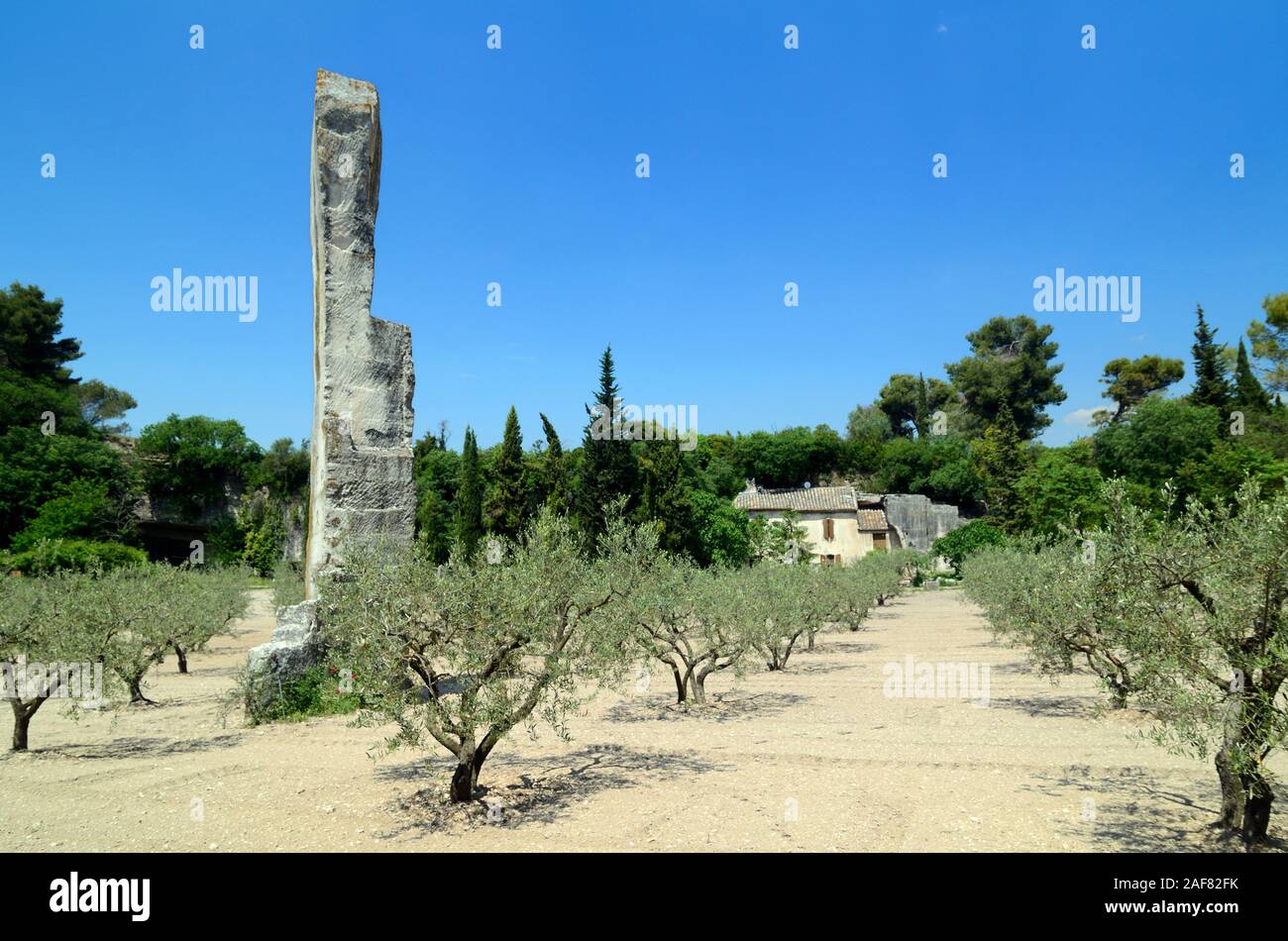 Oliveto o alberi di olivo & Mas De La Pyramide o Provençale Agriturismo nei pressi di Saint-Rémy-de-Provence Provence Francia Foto Stock