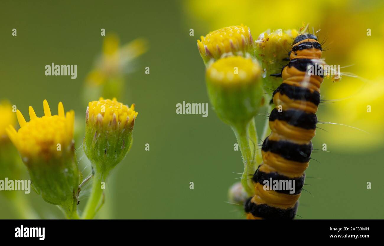 Cinabro bruco (Tyria jacobaeae) alimentazione su teste di fiori di Ragwort (Jacobaea vulgaris) Foto Stock