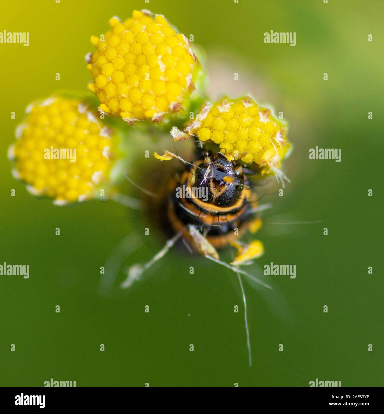 Cinabro bruco (Tyria jacobaeae) alimentazione su teste di fiori di Ragwort (Jacobaea vulgaris) Foto Stock