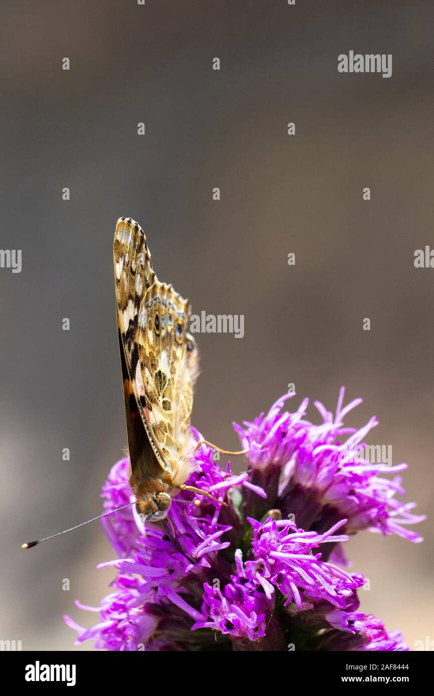 Piccola farfalla Tortoiseshell (Aglais urticae) su fiore buddleja Foto Stock