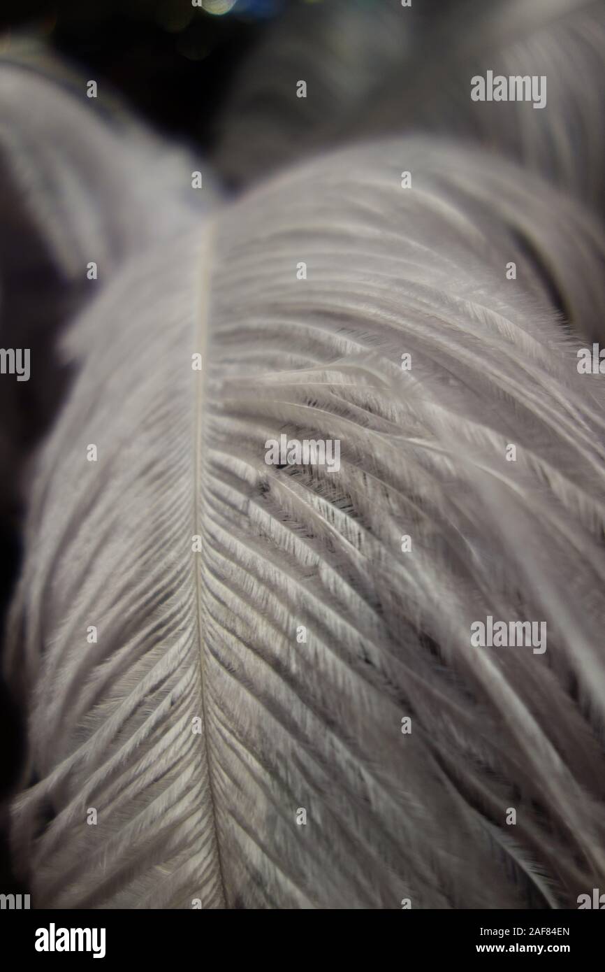 Macro di un gran piuma di aqua menthe colore. Foto Stock