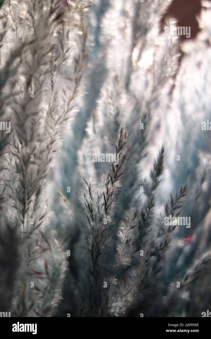 Macro di un impianto con piccole foglie di colore aqua menthe. Foto Stock