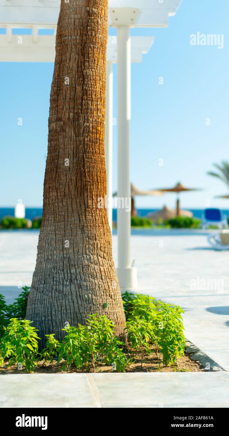 Trappola di piante naturali, palme con foglie verdi su uno sfondo di cielo blu. Cartolina di viaggio. Foto Stock
