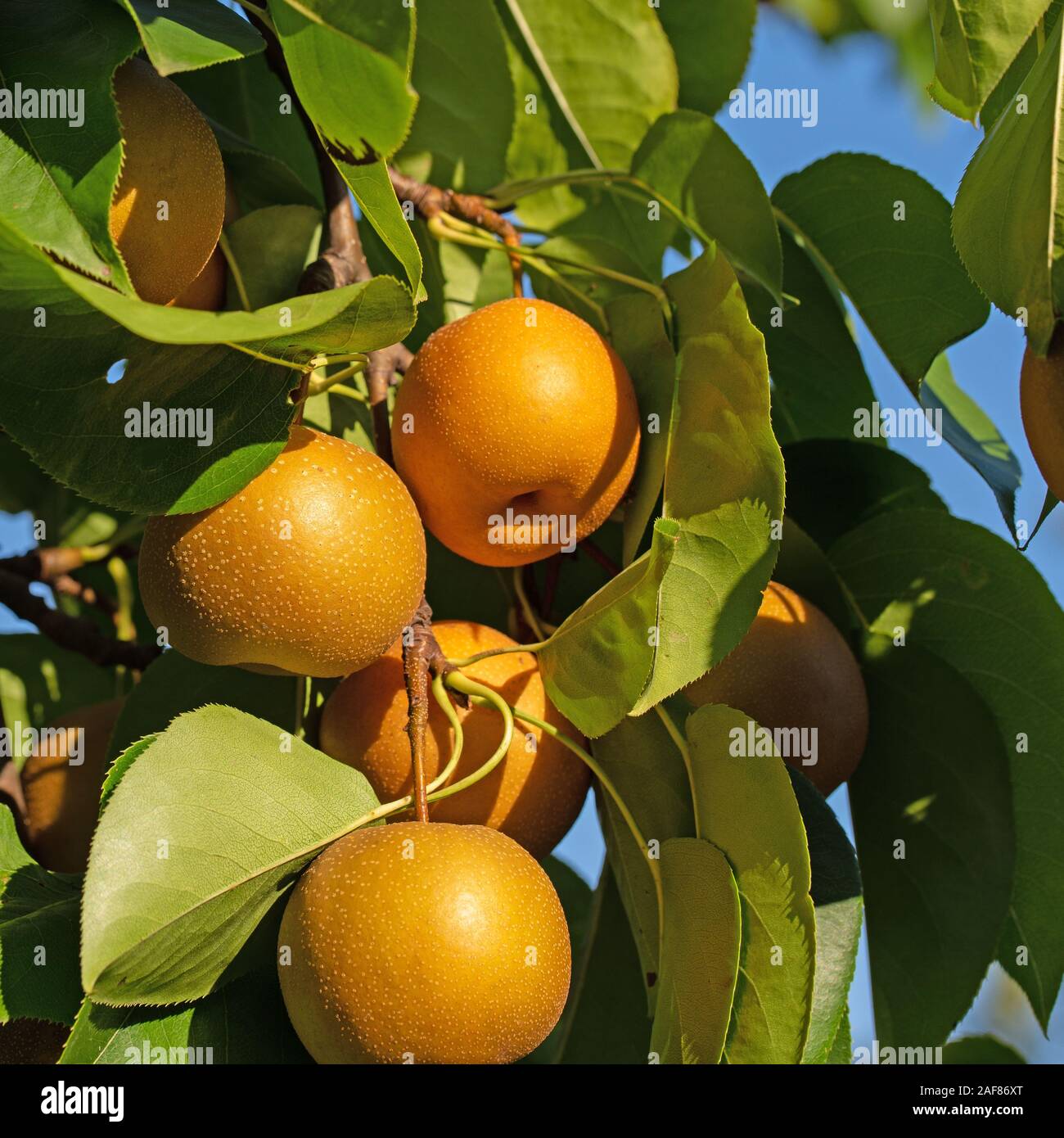 Pere nashi, Pyrus pyrifolia, sulla struttura ad albero Foto Stock