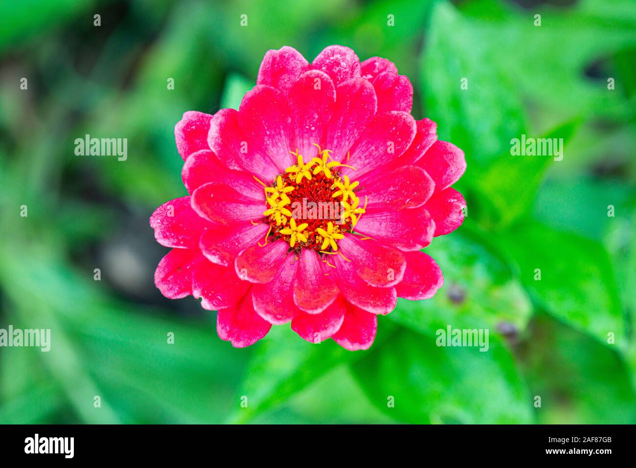 Un rosa Zinnia elegans Molotov fiore misto Foto Stock