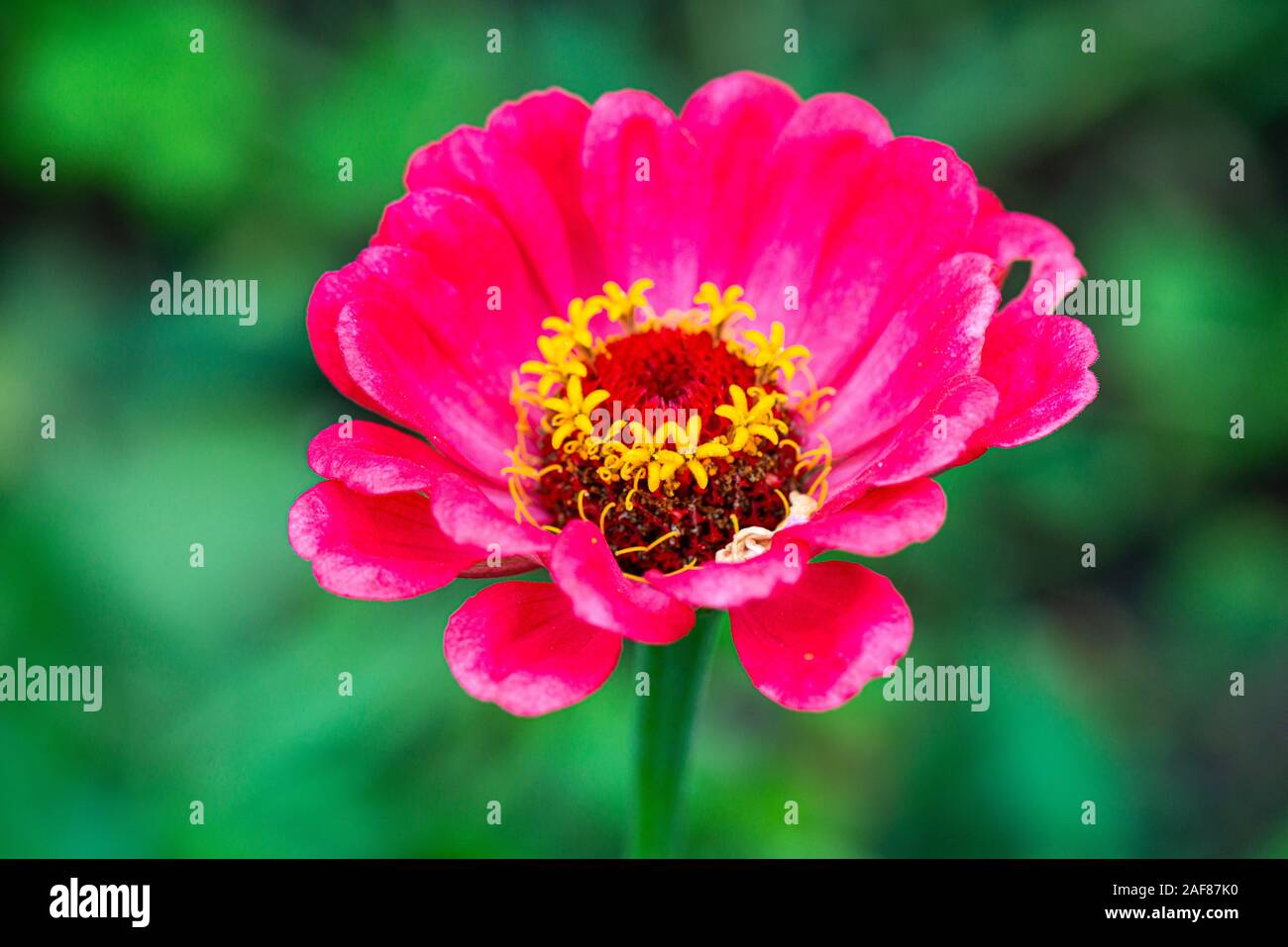 Un rosa Zinnia elegans Molotov fiore misto Foto Stock