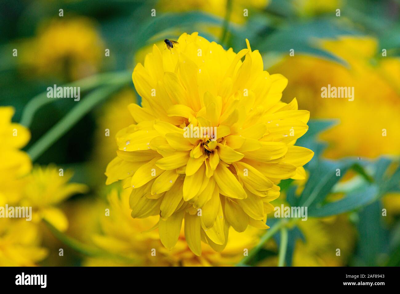 Il fiore di un Cutleaf Coneflower 'Hortensia' (Rudbeckia laciniata 'Hortensia') Foto Stock