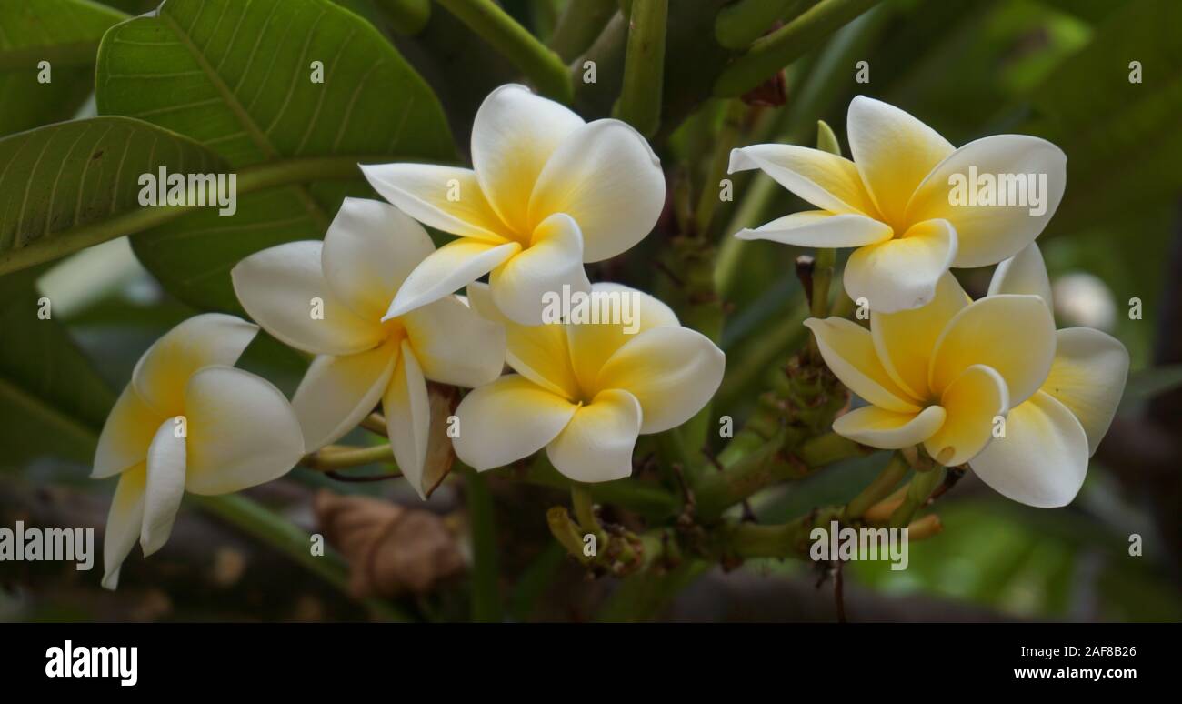 Il Frangipani - plumeria Foto Stock