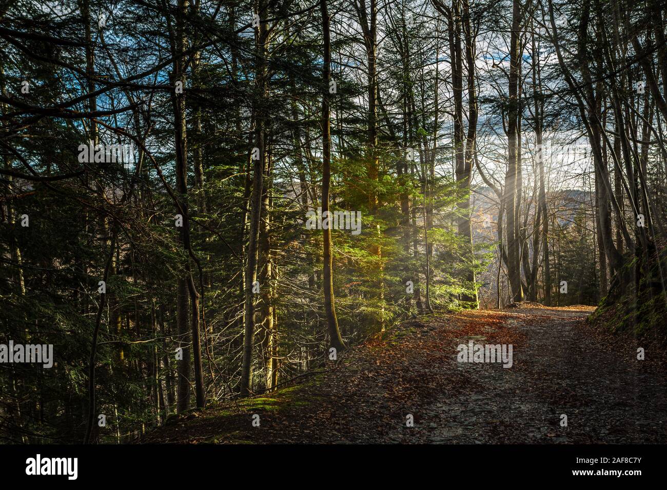 Raggi del sole attraverso gli alberi della foresta a ALBA Foto Stock