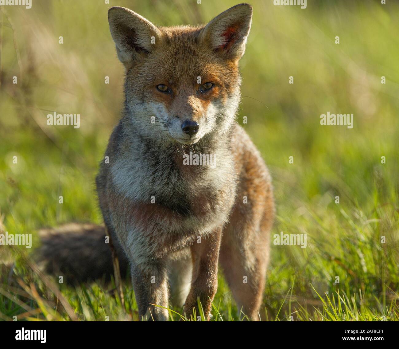 Red Fox hunting attraverso pascoli ruvida in Dicembre Foto Stock