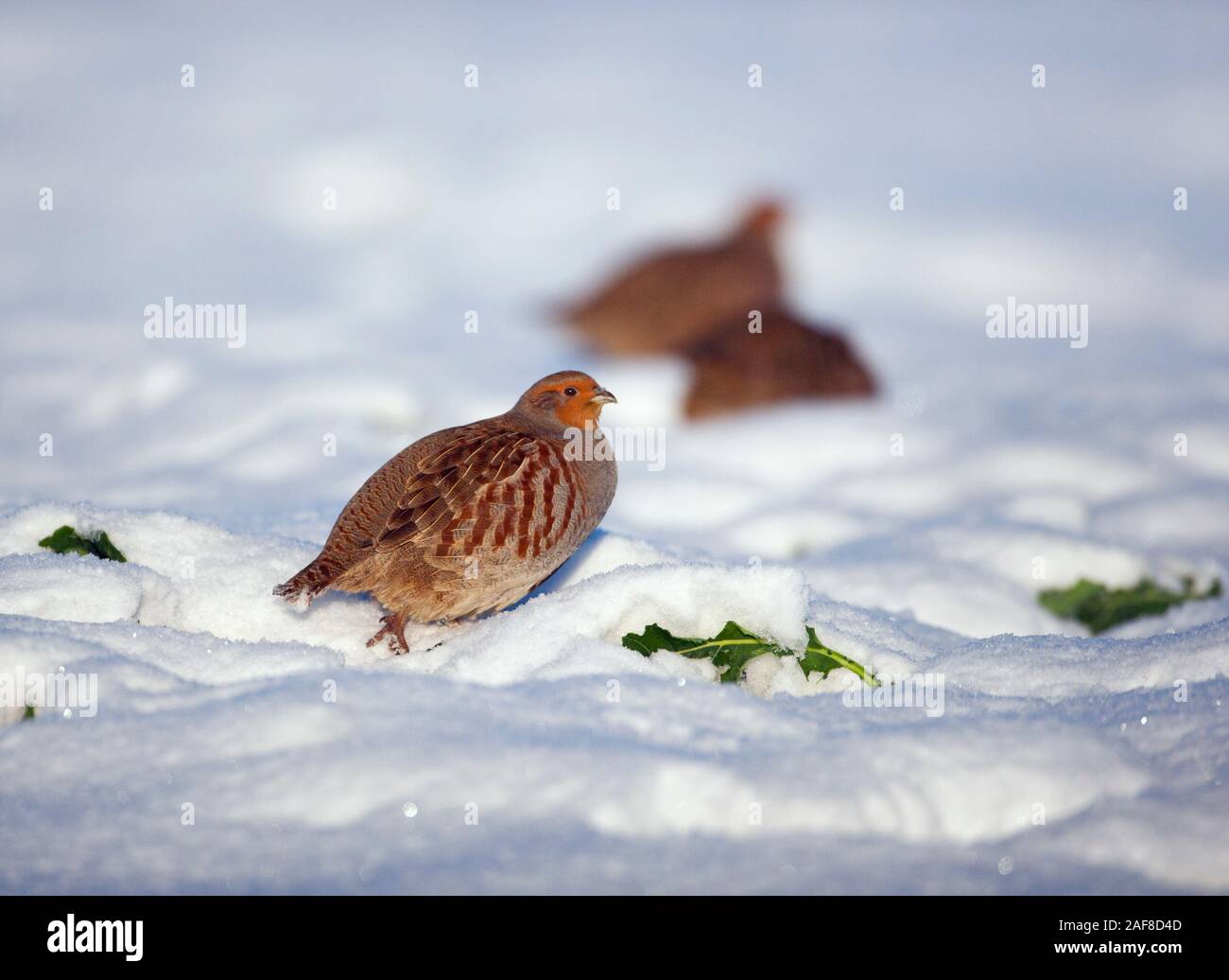 Grigio Pernici Perdix perdix covey nella neve Foto Stock