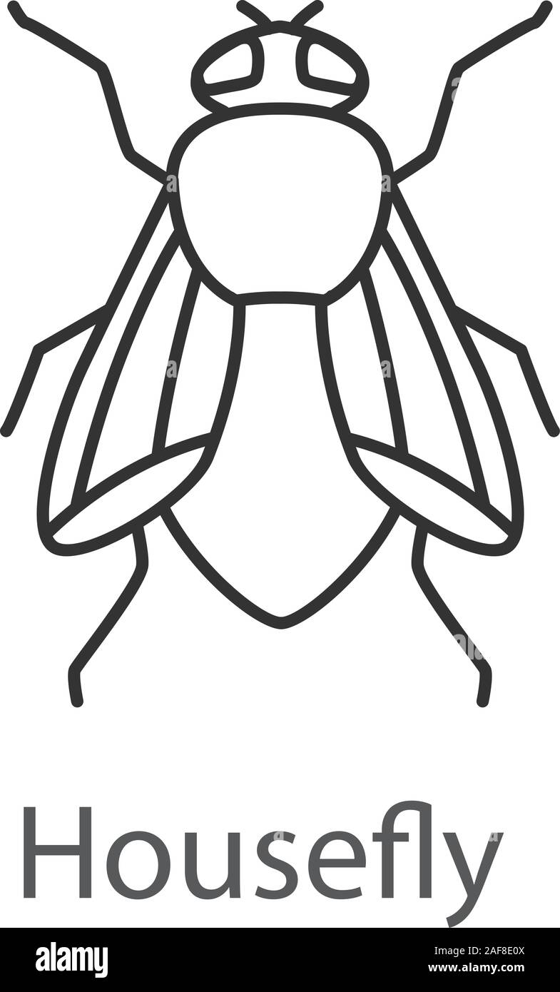 Housefly icona lineare. Un insetto. Musca domestica. Linea sottile illustrazione. Volare un insetto. Simbolo di contorno. Il vettore isolato disegno di contorno Illustrazione Vettoriale