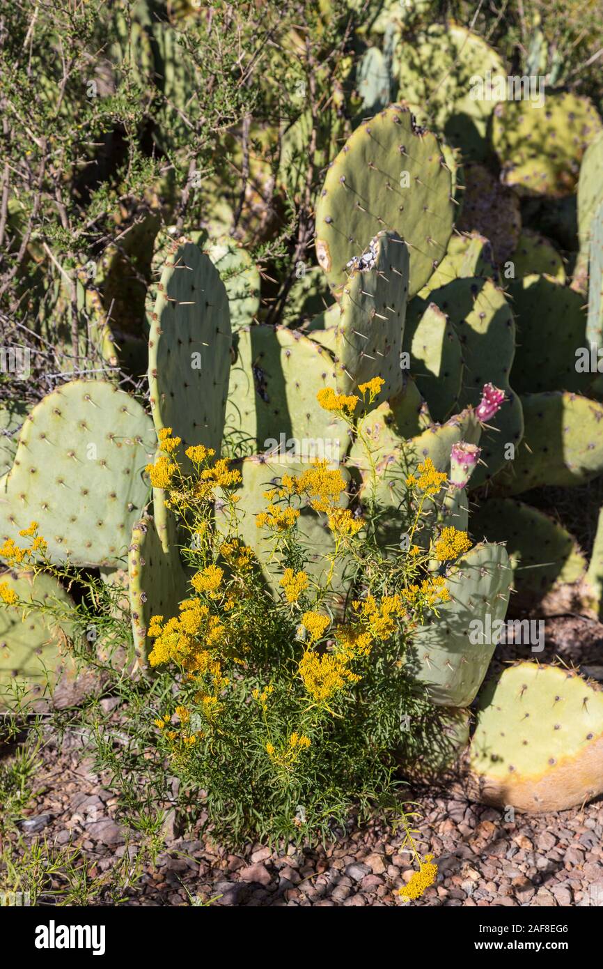 Parco nazionale di Big Bend, Texas. Pricklypear (coda di castoro), Cactus opuntia basilaris, crescendo nel deserto del Chihuahuan ambiente. Foto Stock