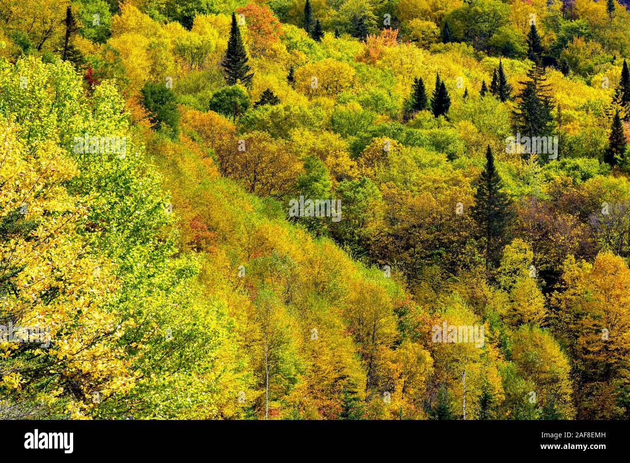 America Canada , Québec, il Parc national de la Jacques -Cartier - Alberi e bosco in autunno Foto Stock