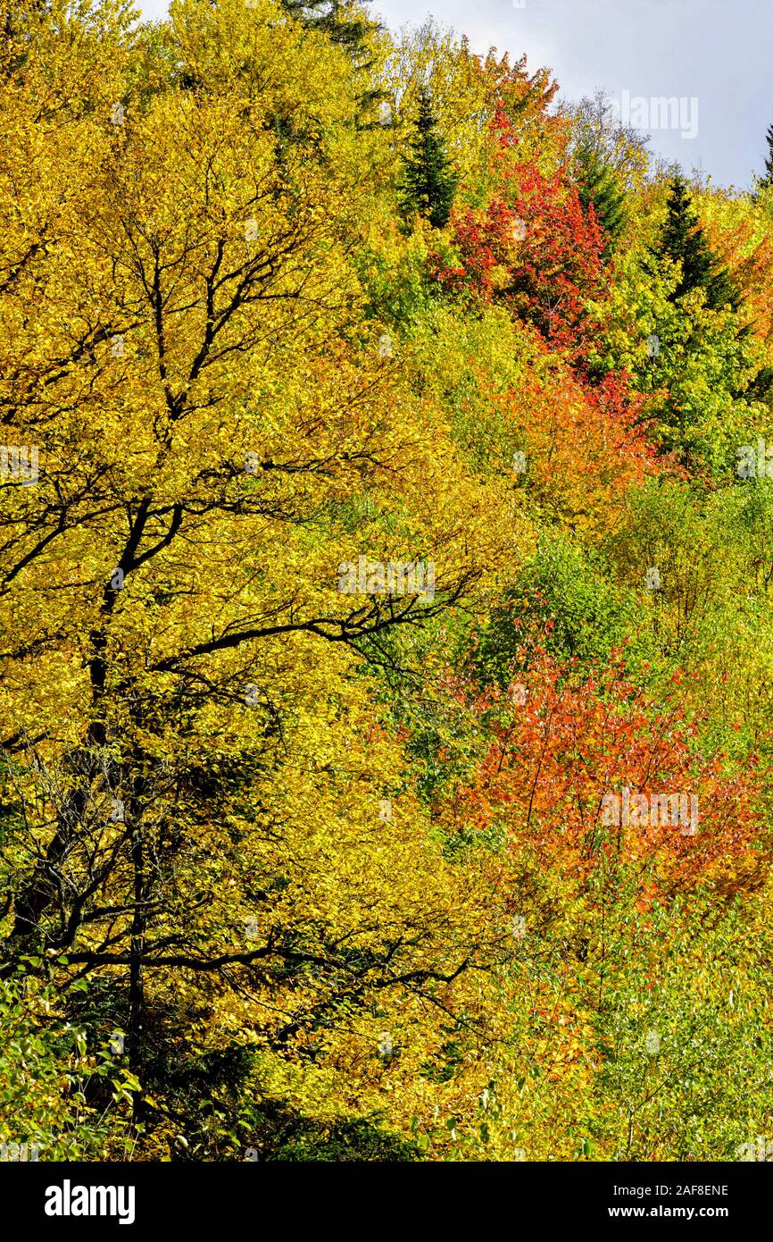 America Canada , Québec, il Parc national de la Jacques -Cartier - Alberi e bosco in autunno Foto Stock