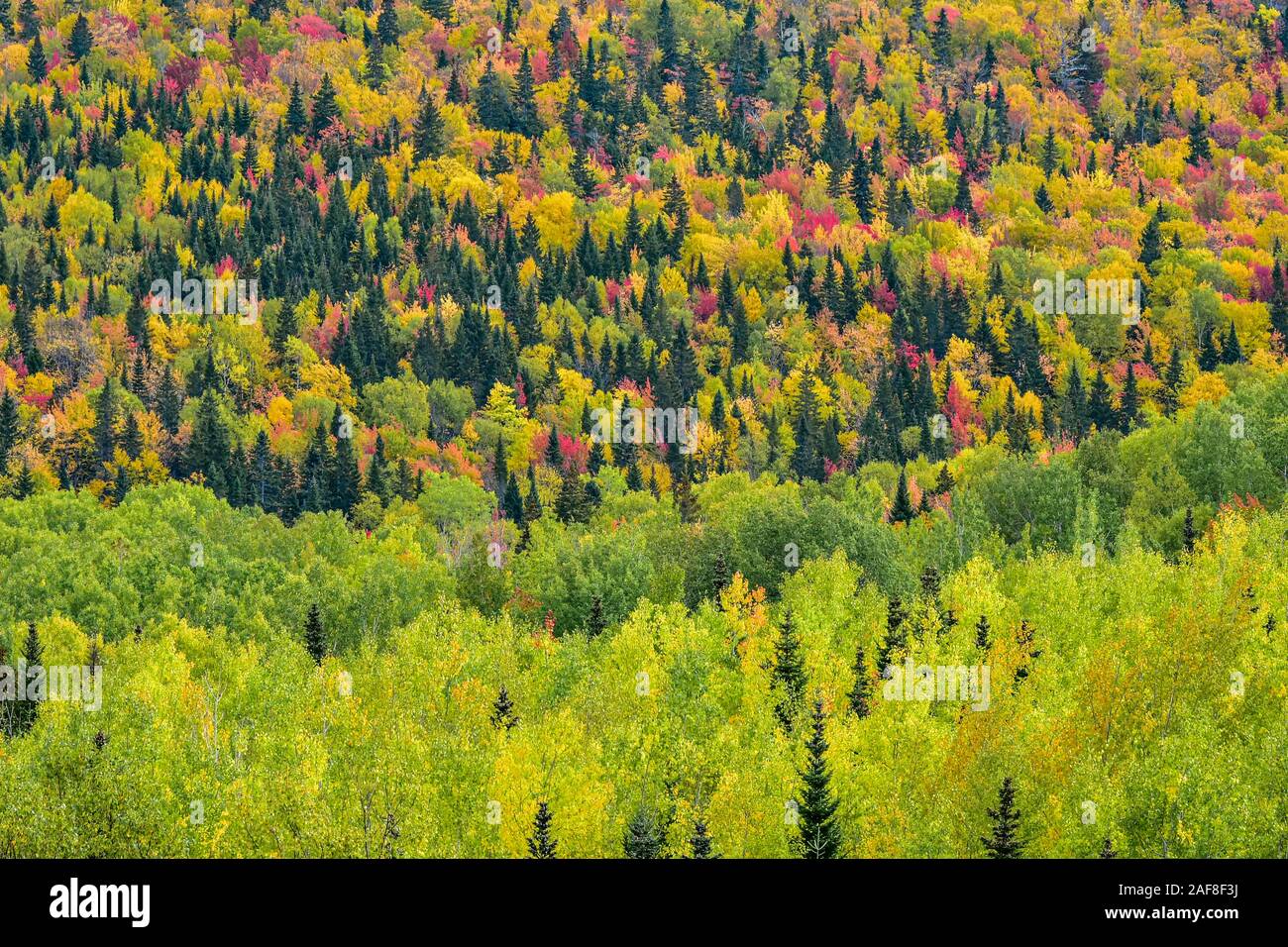 America Canada Quebec, Grands-Jardins Parco nazionale - la foresta e gli alberi in autunno Foto Stock