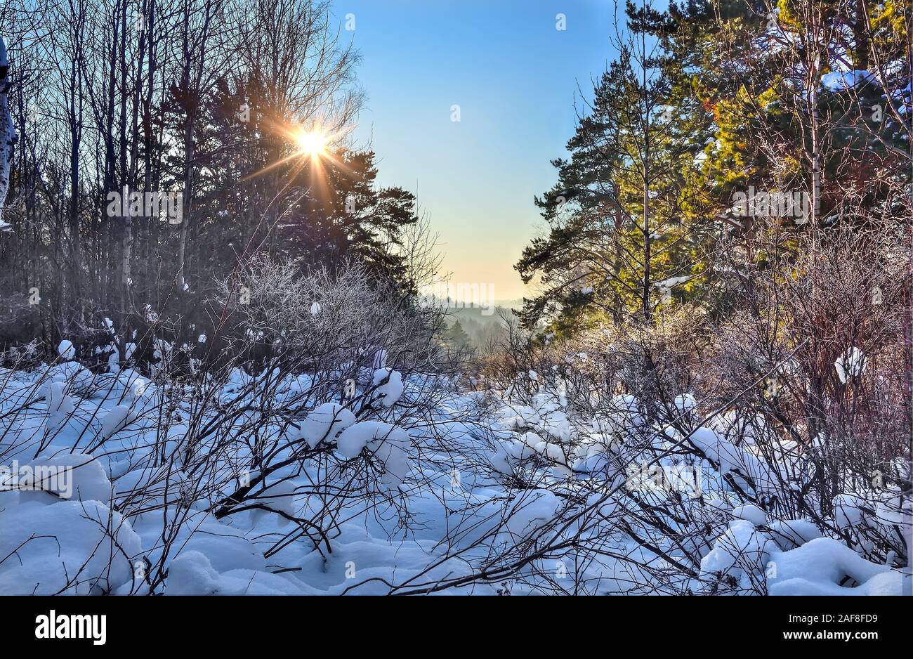 Inverno mattina di sole nel bosco di conifere con cumuli di neve tra il canneto di boccole e verde di pini. Golden Sun fasci attraverso le betulle di alberi - sunse Foto Stock