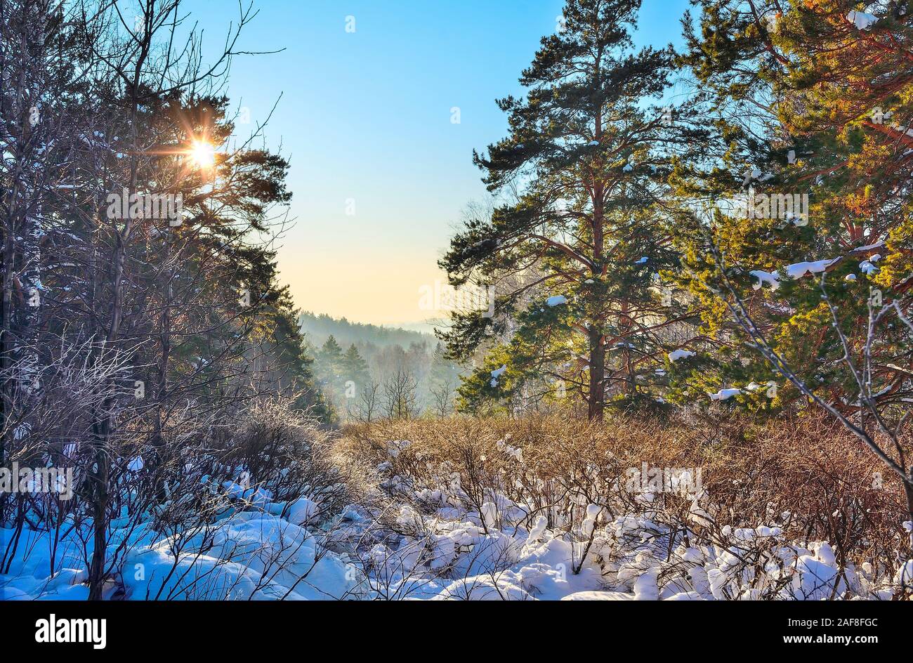 Inverno mattina di sole nel bosco di conifere con cumuli di neve tra il canneto di boccole e verde di pini. Golden Sun fasci attraverso le betulle di alberi - sunse Foto Stock