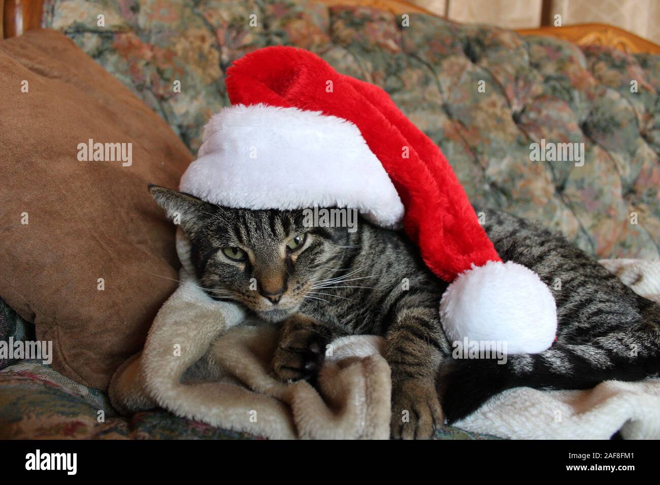 Un indifferente Tabby Cat In un cappello da Babbo Natale Foto Stock