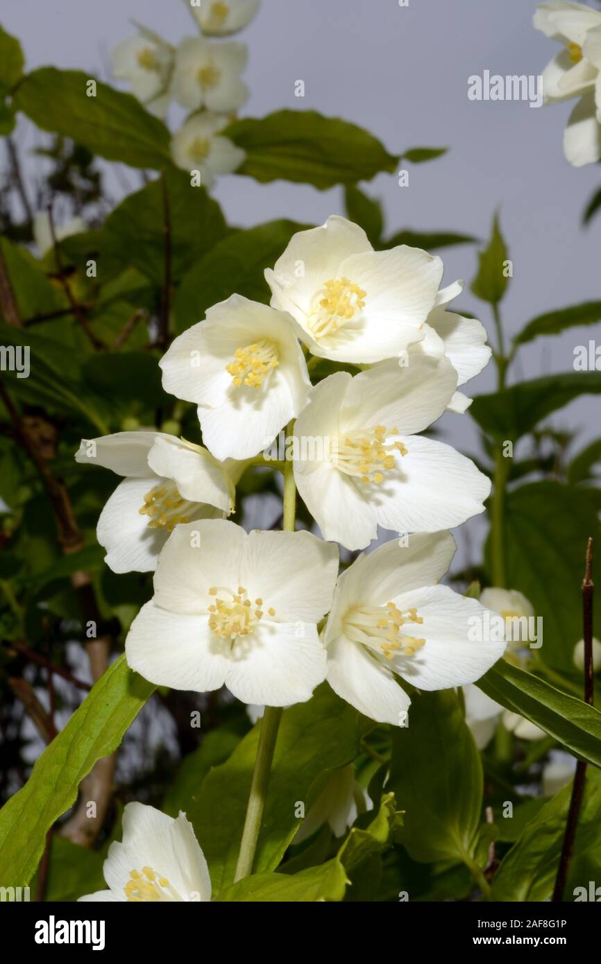 Filadelfo coronarius (dolce mock-arancione) è un arbusto a foglia caduca nativa per il Sud Europa trovati in scrub e boschi sulle colline rocciose e ghiaioni. Foto Stock