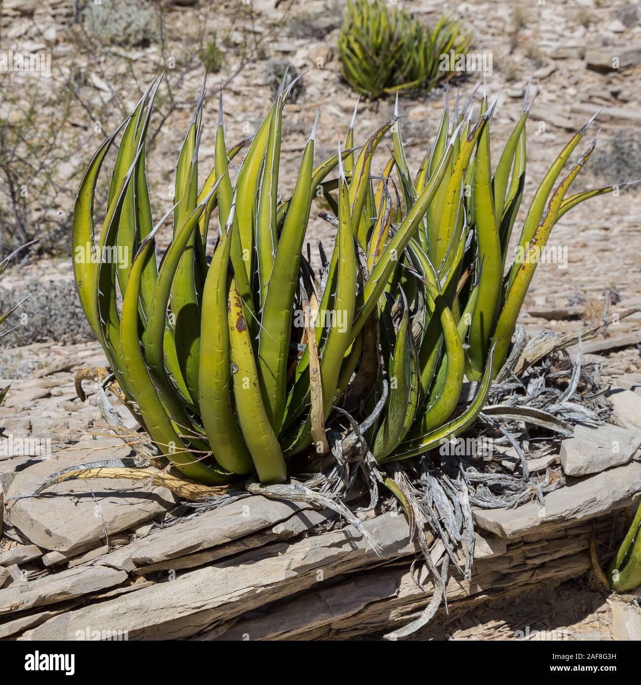 Parco nazionale di Big Bend, Texas. Agave lechuguilla, nel deserto del Chihuahuan ambiente. Foto Stock