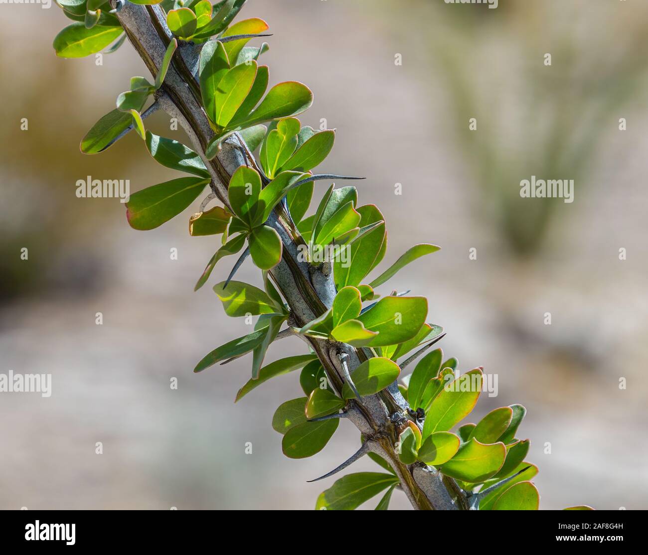 Ocotillo (Fouquieria splendens) foglie, parco nazionale di Big Bend, Texas. Foto Stock