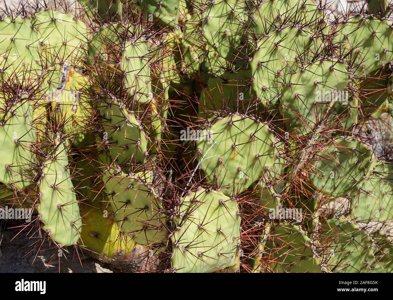 Parco nazionale di Big Bend, Texas. Spinosa a frutto grosso di fico d'India (coda di castoro), Cactus opuntia spinosibacca. Foto Stock