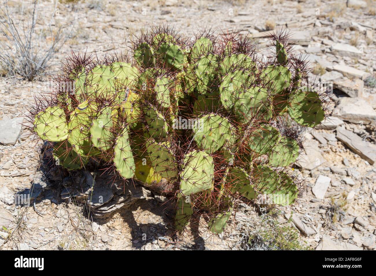 Parco nazionale di Big Bend, Texas. Spinosa a frutto grosso di fico d'India (coda di castoro), Cactus opuntia spinosibacca. Foto Stock