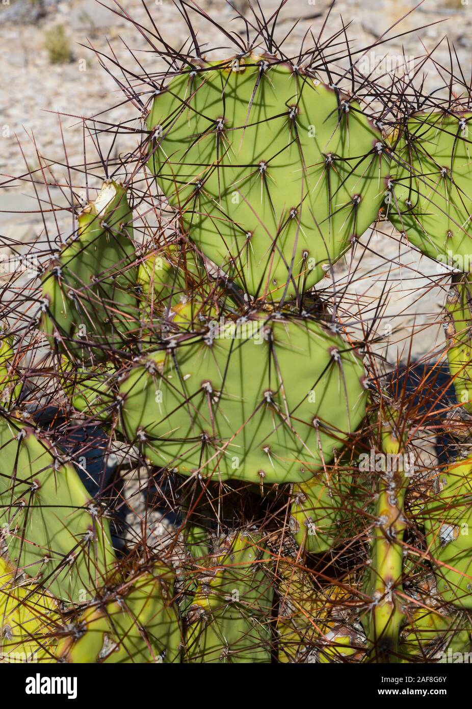 Parco nazionale di Big Bend, Texas. Spinosa a frutto grosso di fico d'India (coda di castoro), Cactus opuntia spinosibacca. Foto Stock