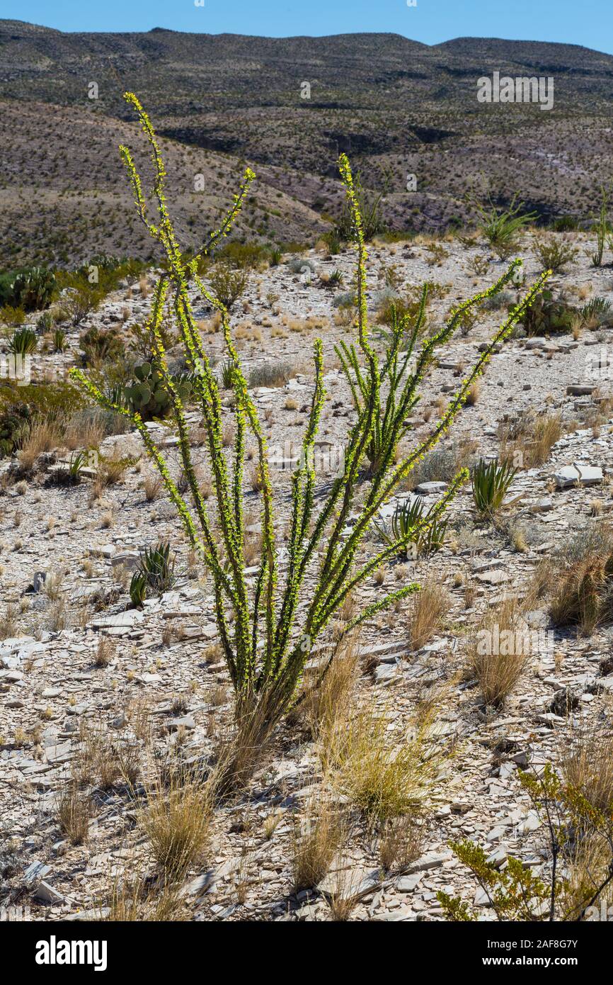 Parco nazionale di Big Bend, Texas. Ocotillo (Fouquieria splendens) nel deserto del Chihuahuan ambiente. Foto Stock