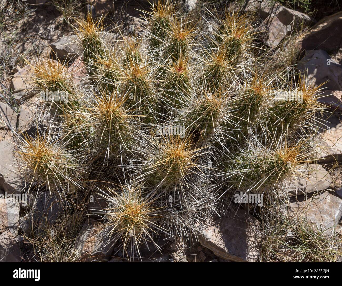 Parco nazionale di Big Bend, Texas, Stati Uniti d'America. Deserto del Chihuahuan vegetazione: fragola Pitaya. Foto Stock