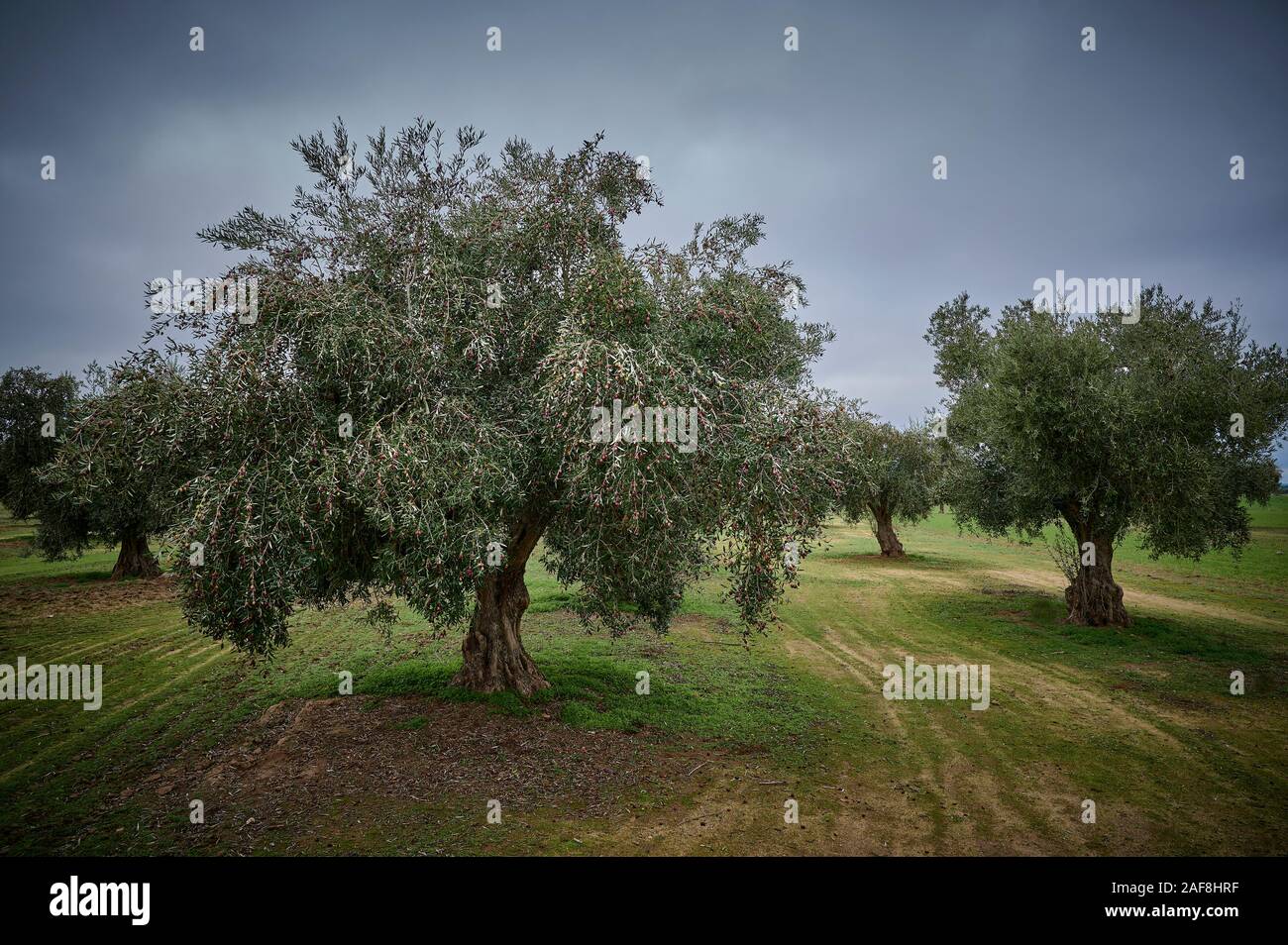 Uliveto di olive picual in Spagna prima della raccolta in inverno. Foto Stock