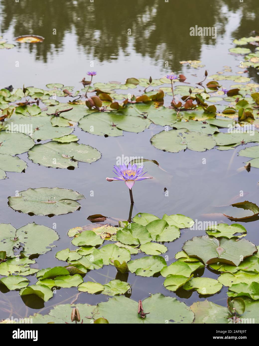Viola tropical ninfee nel Giardino Cinese, Singapore Foto Stock