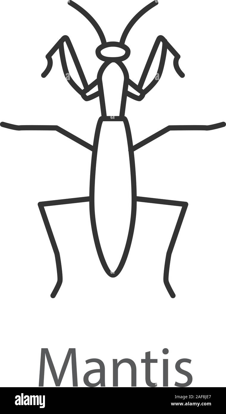 Mantide religiosa icona lineare. Mantodea. Un insetto. Linea sottile illustrazione. Simbolo di contorno. Il vettore isolato disegno di contorno Illustrazione Vettoriale