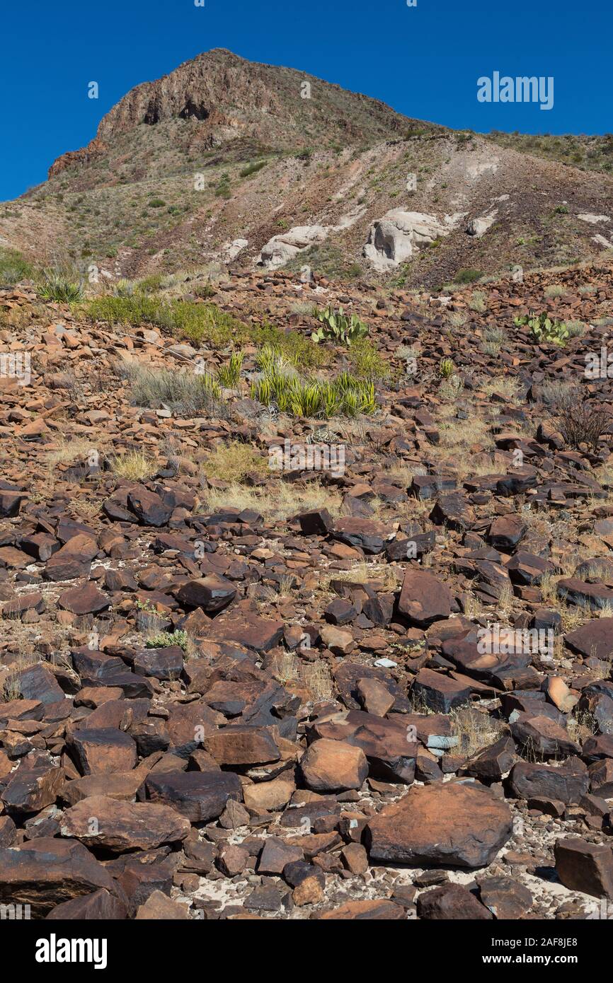 Parco nazionale di Big Bend, Texas. Astragalo pendenza lungo il mulo orecchie sentiero per la primavera. Foto Stock