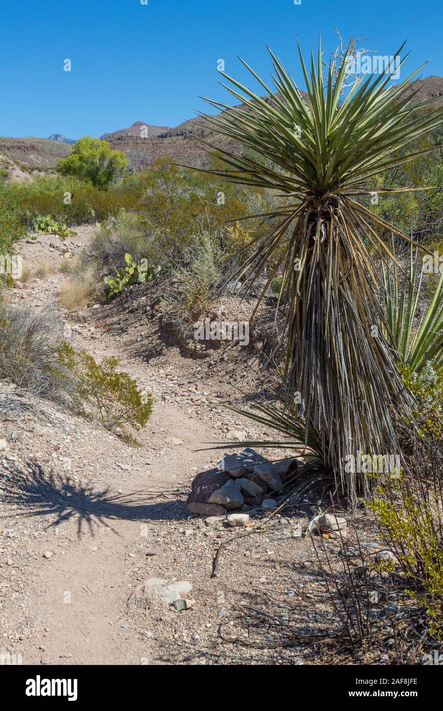 Parco nazionale di Big Bend, Texas. Yucca lungo il mulo orecchie sentiero per la primavera. Foto Stock