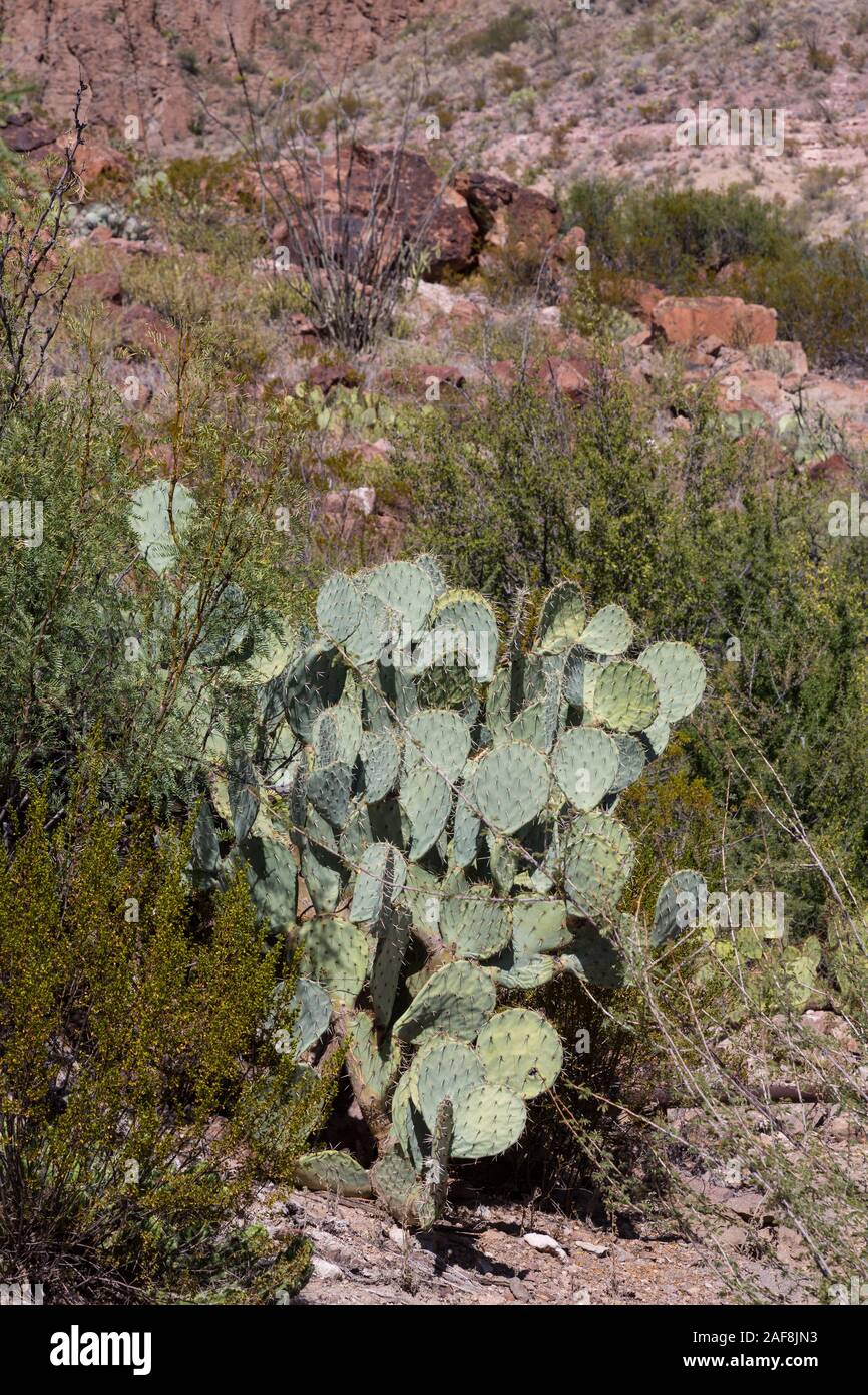 Parco nazionale di Big Bend, Texas. Pricklypear (coda di castoro) Cactus lungo il mulo orecchie sentiero per la primavera. Foto Stock