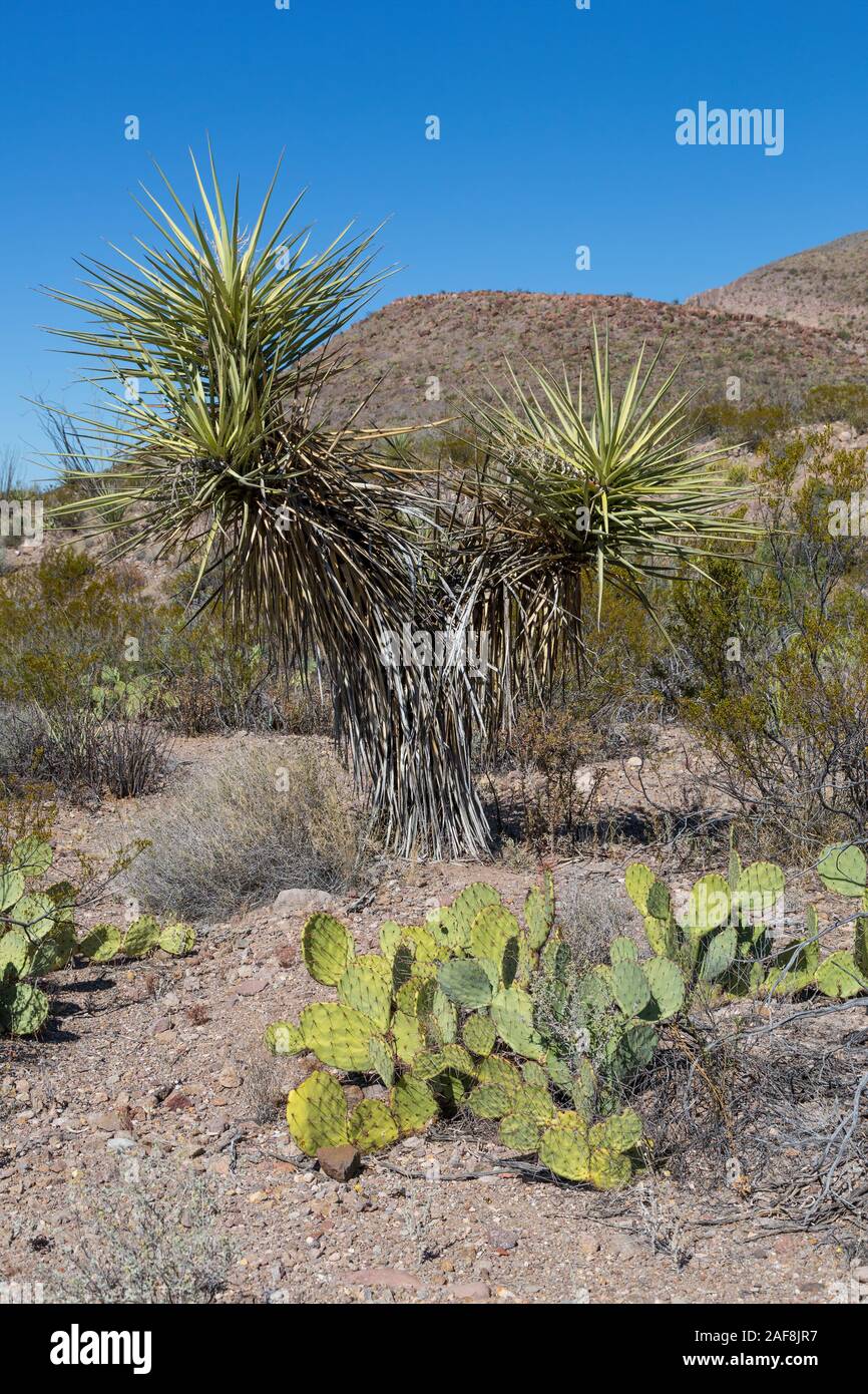 Parco nazionale di Big Bend, Texas. Pricklypear (coda di castoro) Cactus e Yucca lungo il mulo orecchie sentiero per la primavera. Foto Stock