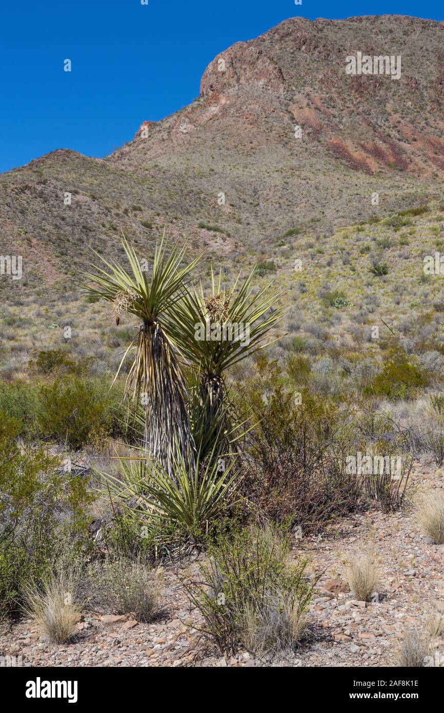 Parco nazionale di Big Bend, Texas. Yucca lungo il mulo orecchie sentiero per la primavera. Foto Stock