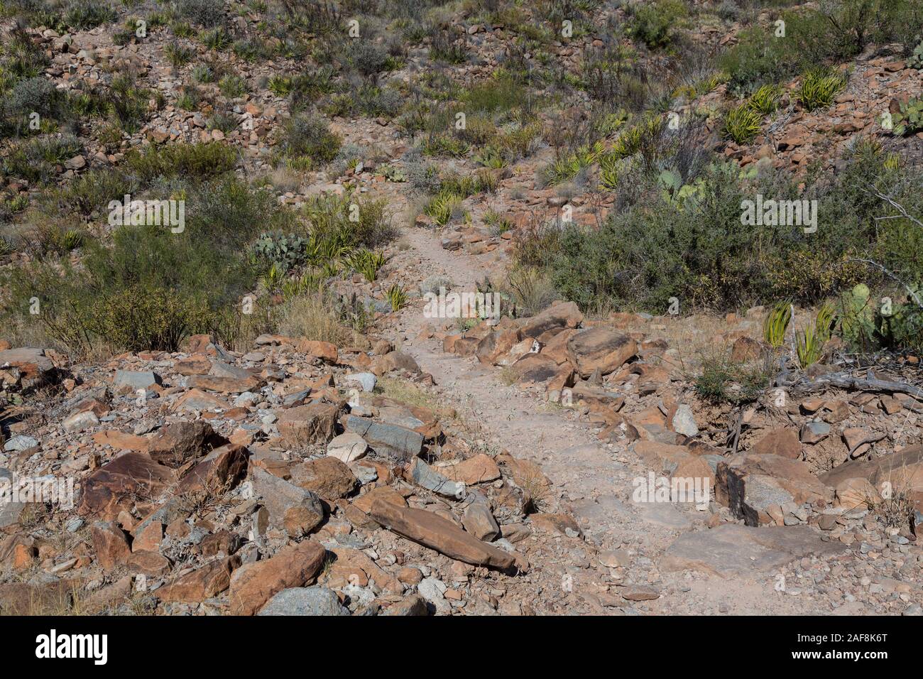 Parco nazionale di Big Bend, Texas. Mulo orecchie sentiero per la primavera. Foto Stock