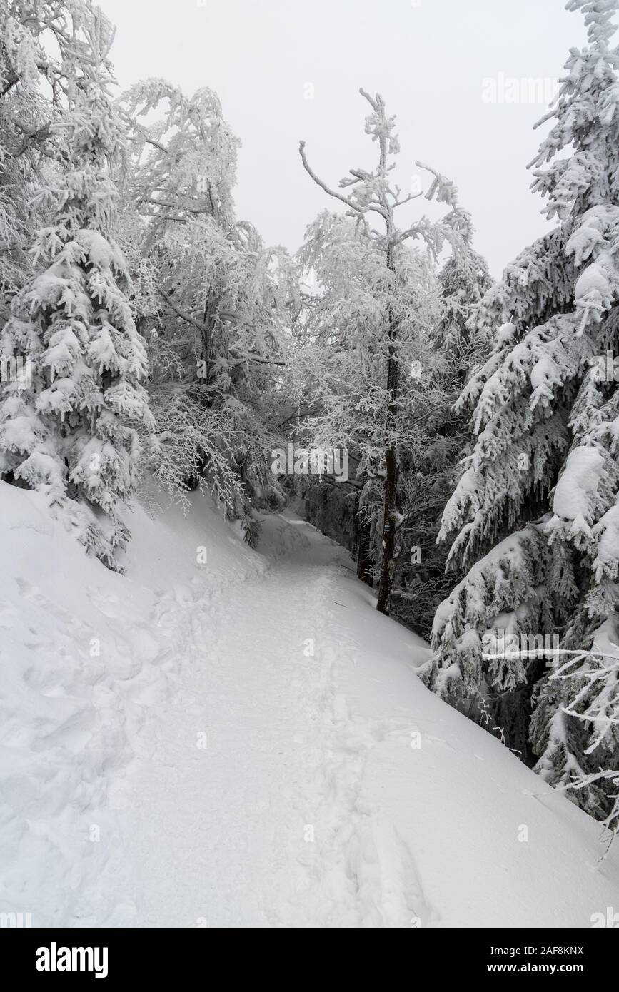 Coperta di neve sentiero escursionistico con congelati alberi intorno e cielo nuvoloso bellow Lysa Hora hill in inverno le montagne di Moravskoslezske Beskydy in Czech republi Foto Stock