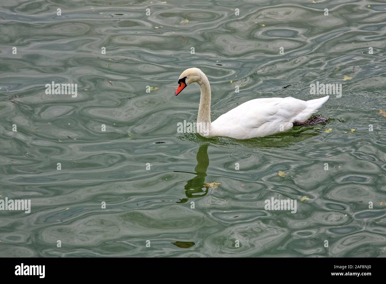 Il White Swan nuoto, arancio Becco, fauna selvatica, grande volo di uccelli, genere Cygnus, grazioso, lungo collo, animale, orizzontale Foto Stock