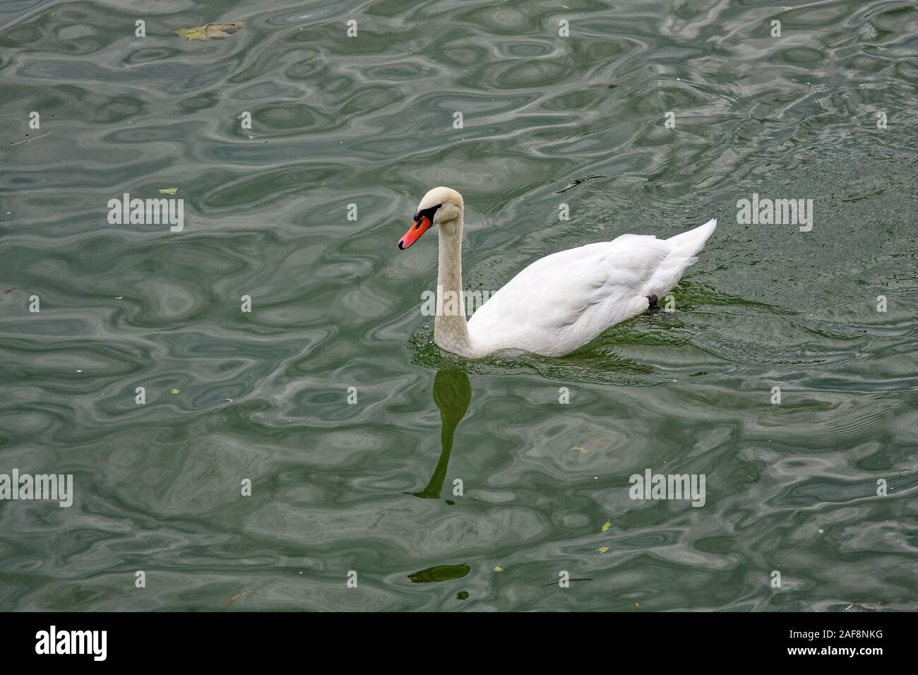 Il White Swan nuoto, arancio Becco, fauna selvatica, grande volo di uccelli, genere Cygnus, grazioso, lungo collo, animale, Francia, estate; orizzontale Foto Stock